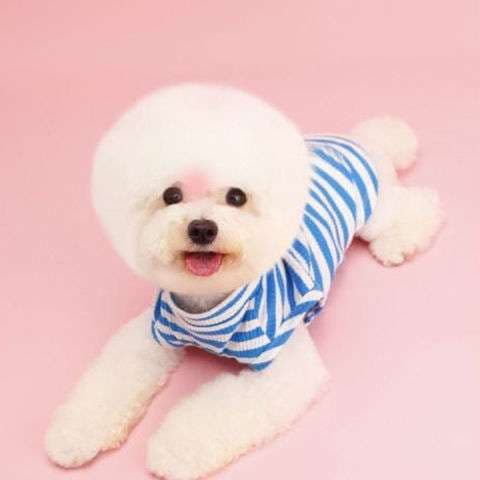 犬服 普段着Tシャツ