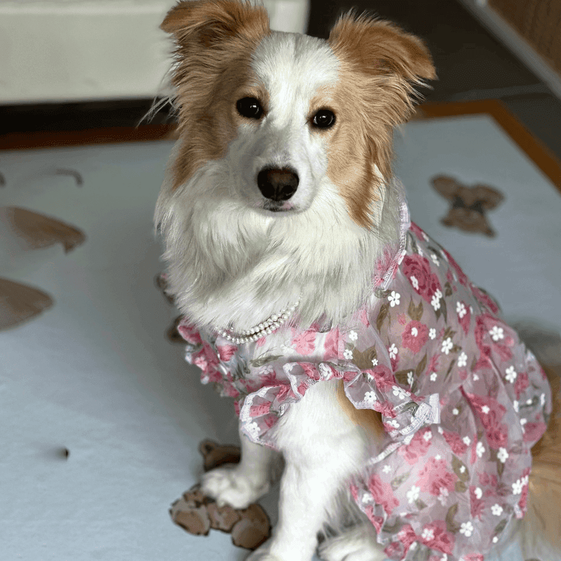 犬服 大型犬向け花柄ワンピース