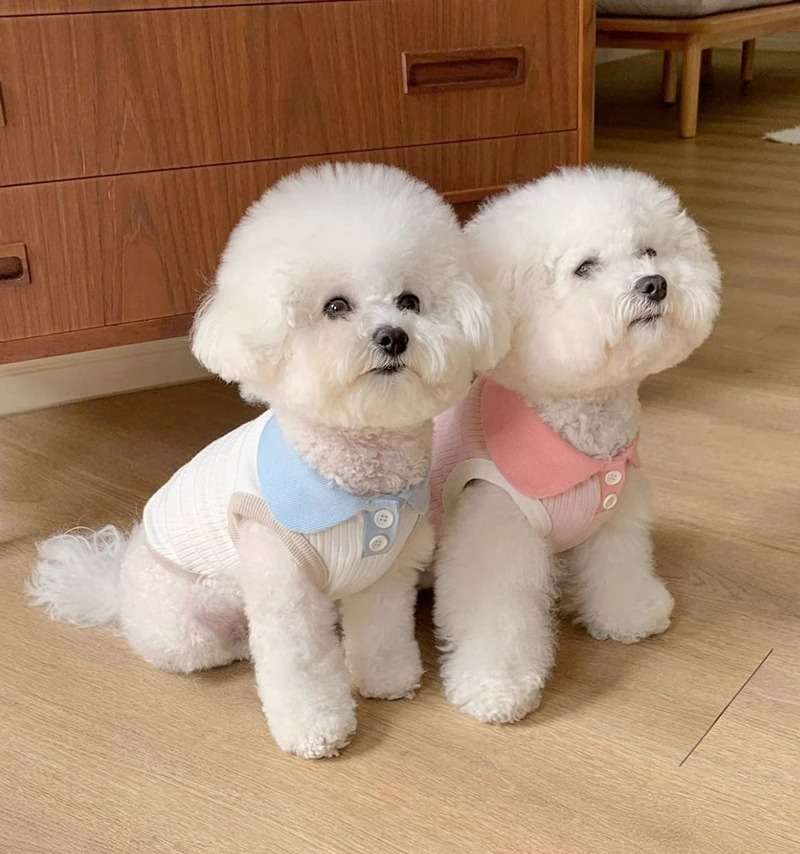 犬服 襟付き小型犬用タンクトップ