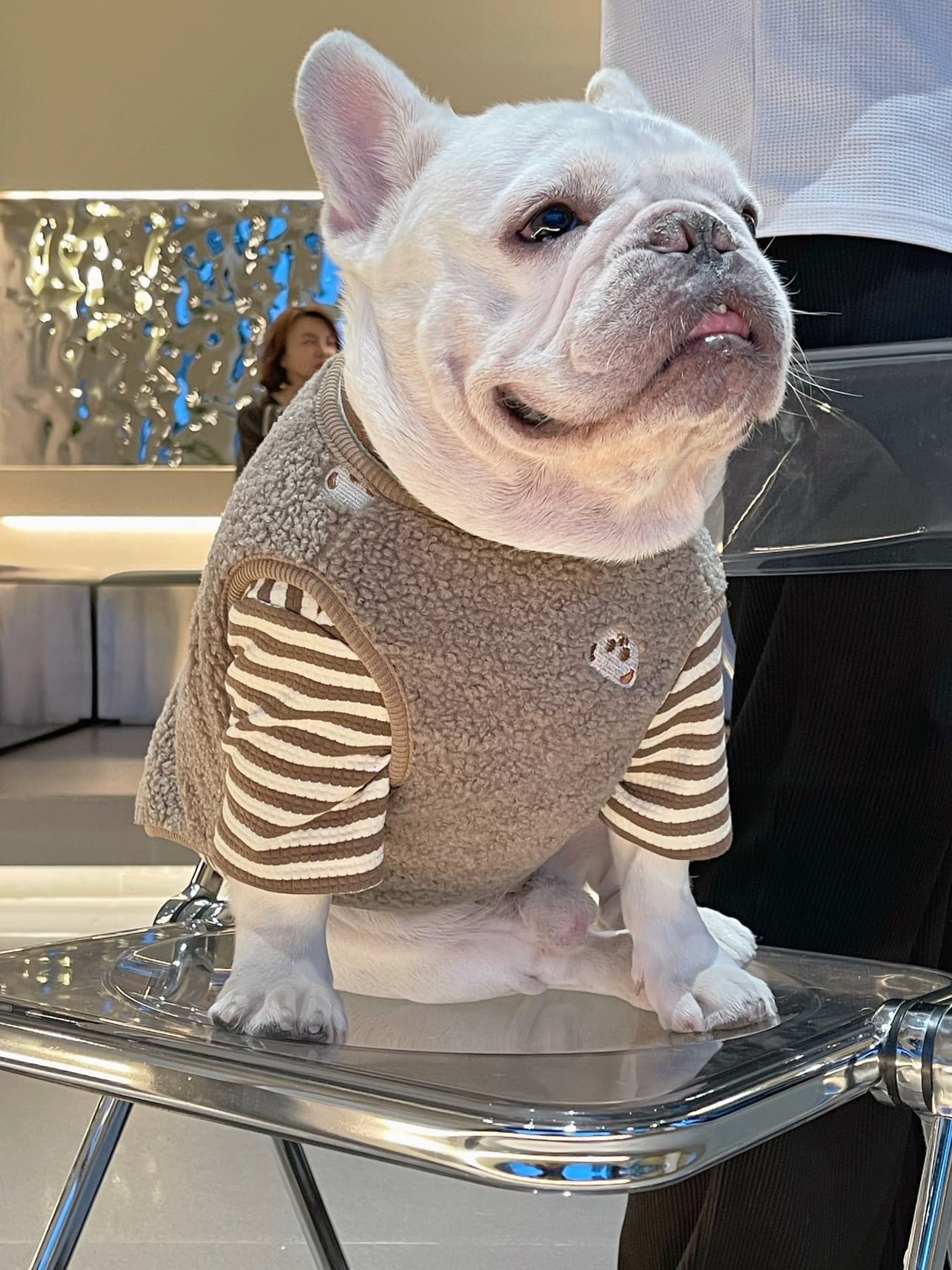 犬服 もこもこボーダー切替ニット