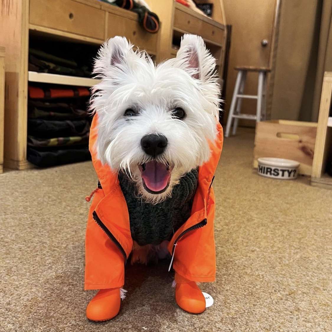犬服 小型犬用レインジャケット