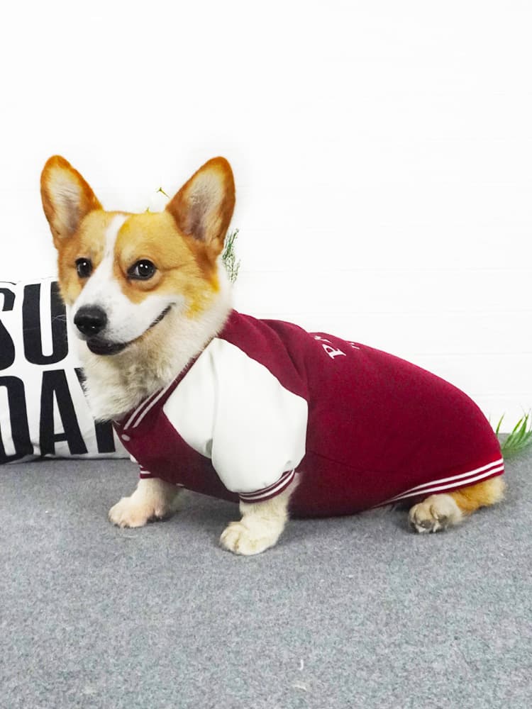 犬服 誇り高き仲間トレーナー