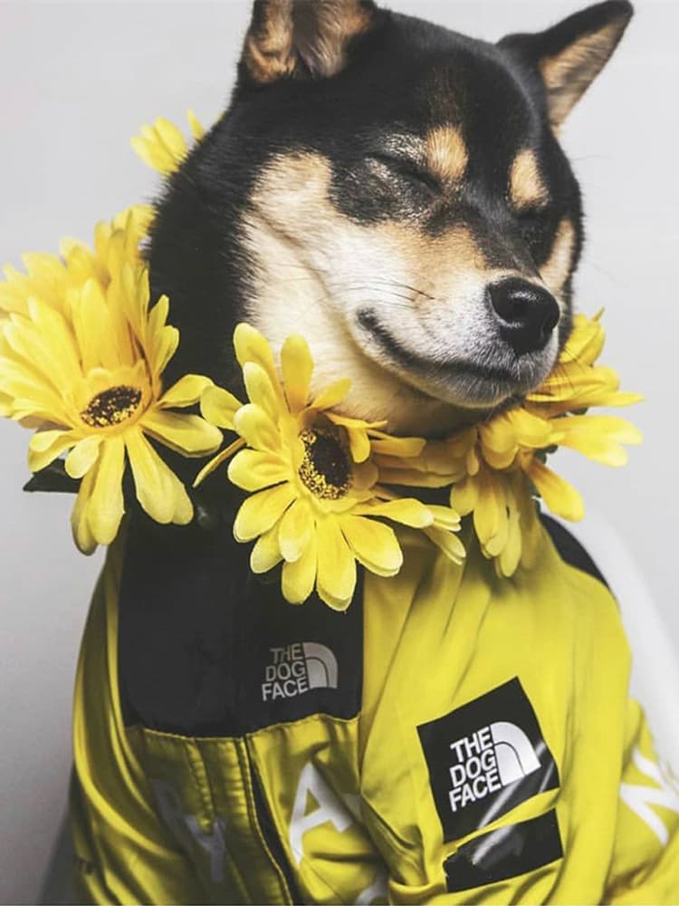 犬服 アウトドア風防水ジャケット