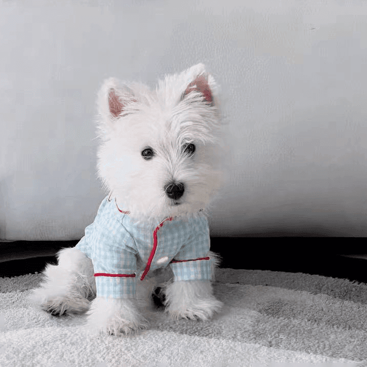 犬服 ふわもこ格子柄おやすみパジャマ