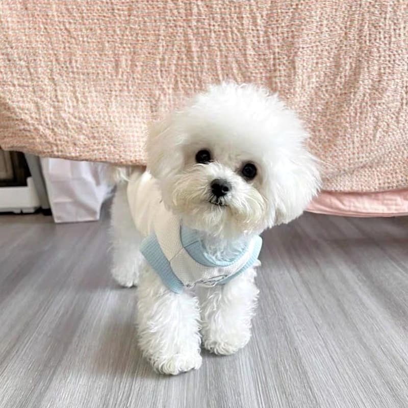 犬服 さわやか涼感メッシュティーシャツ