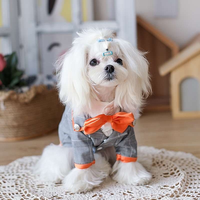 犬服 小型犬用蝶ネクタイ付きフォーマルスーツ