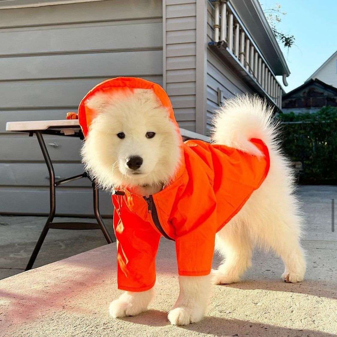 犬服 小型犬用レインジャケット
