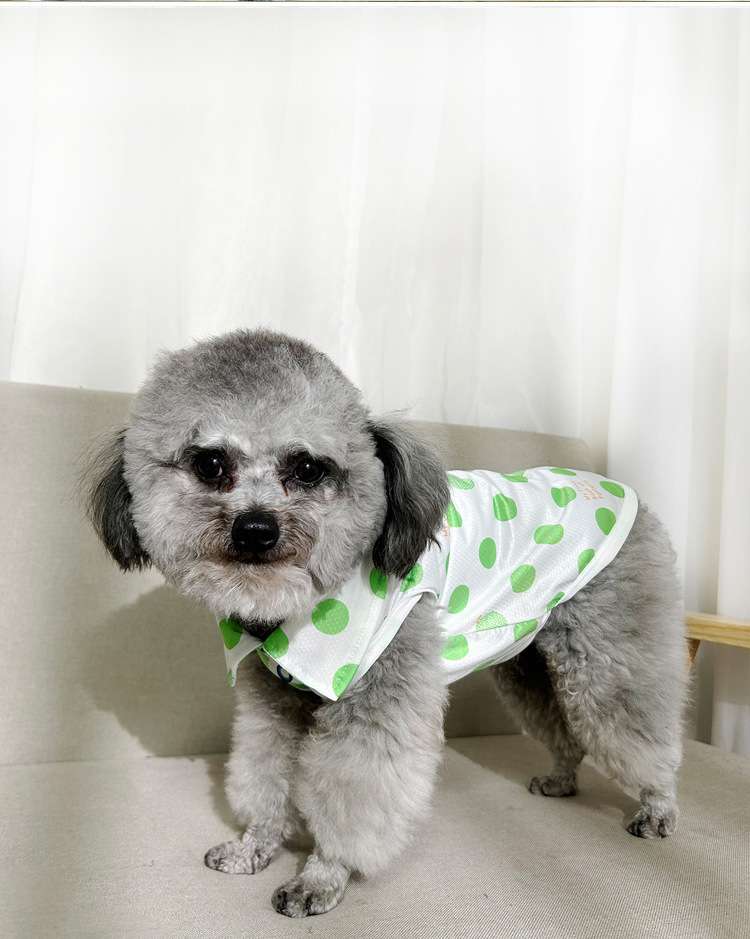 犬服 もこもこワンちゃんの水玉シャツ