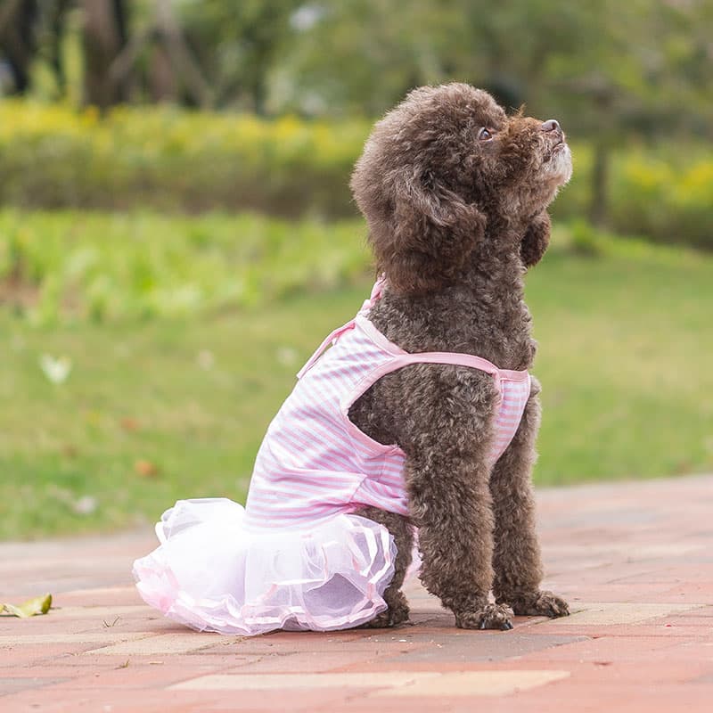 犬服 胸元リボン付きボーダー柄チュチュドレス