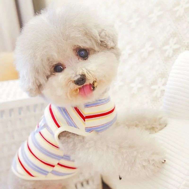 犬服 ふわもこプードル用ボーダーTシャツ