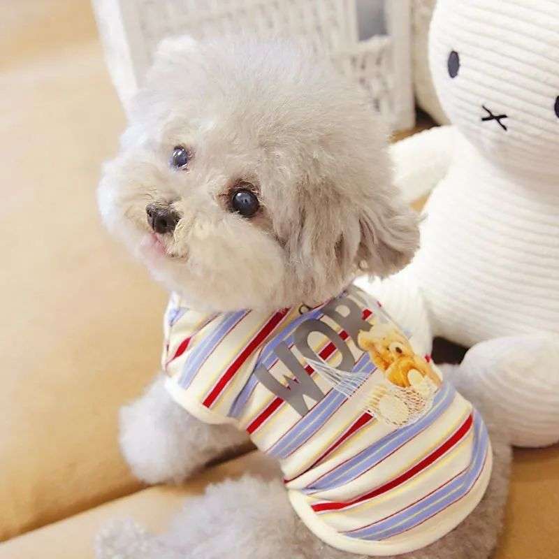 犬服 ふわもこプードル用ボーダーTシャツ