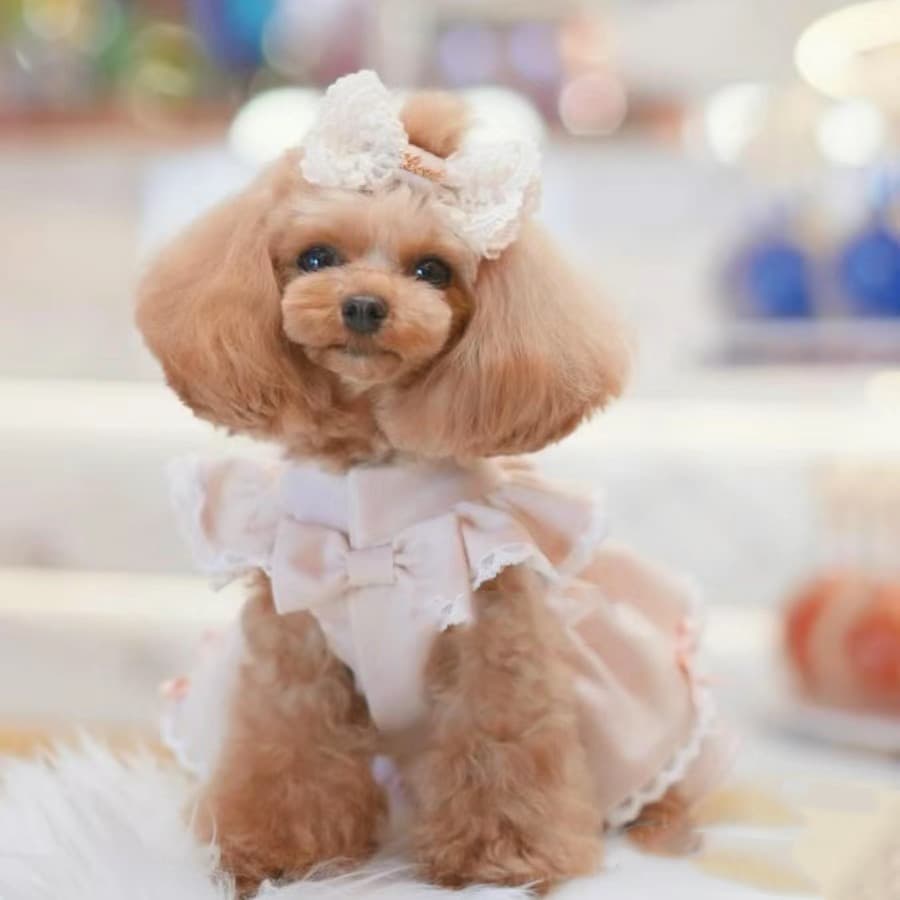 犬服 背中リボン付き姫系レースフリルワンピース
