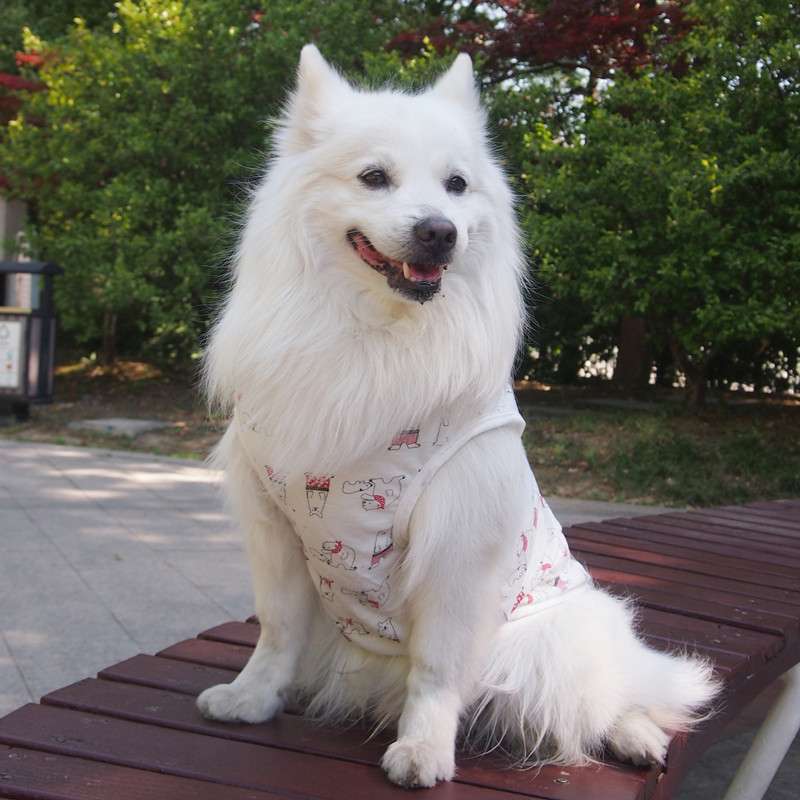 犬服 もふもふ犬のための涼やかTシャツ