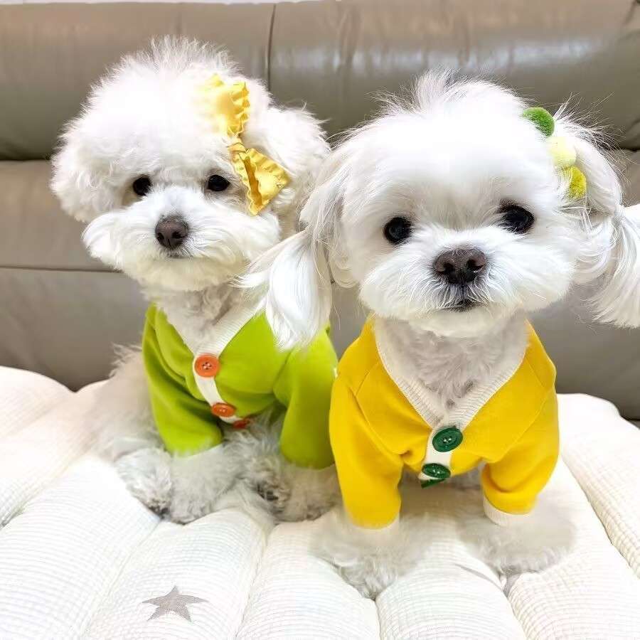 犬服 もぐもぐフルーツポケット付き犬用トレーナー