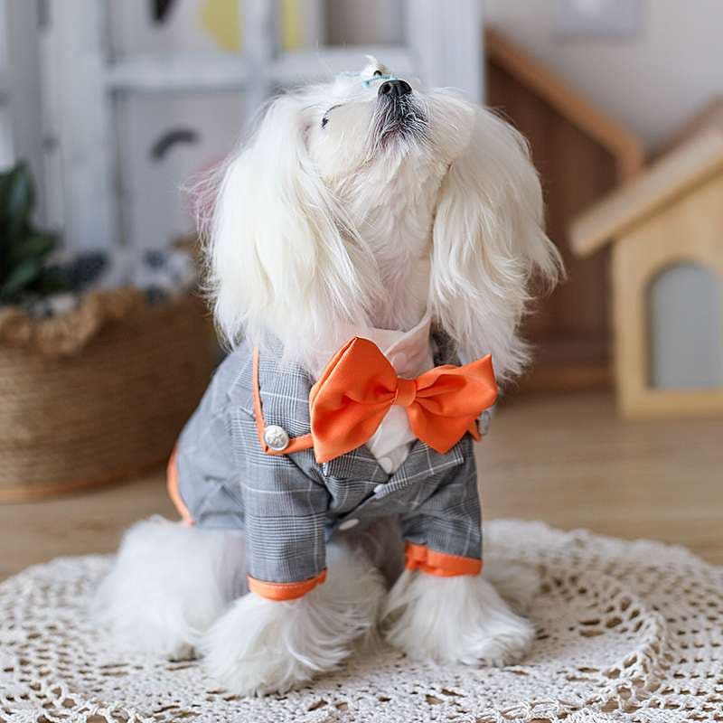 犬服 小型犬用蝶ネクタイ付きフォーマルスーツ
