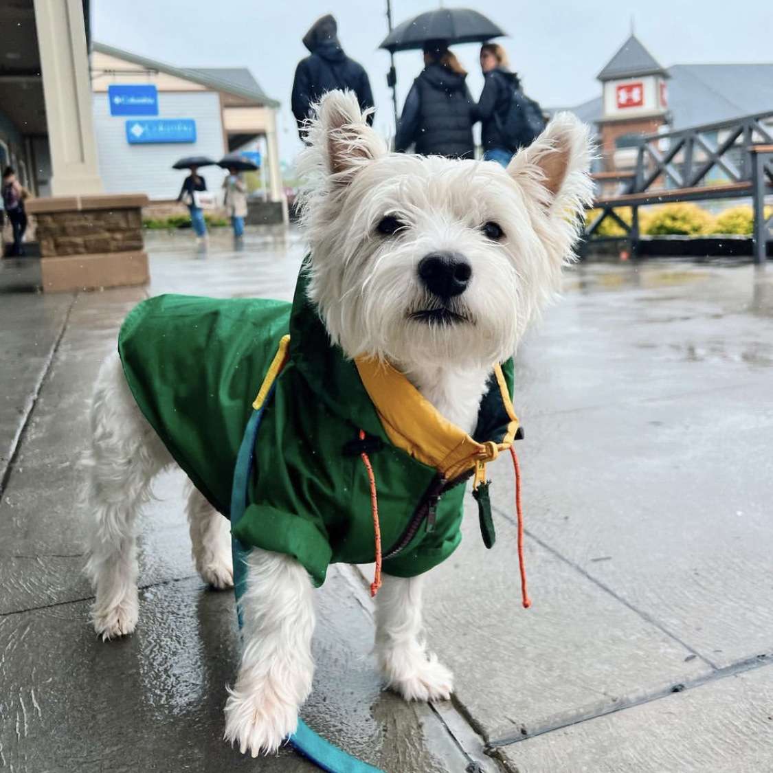 犬服 小型犬用レインジャケット