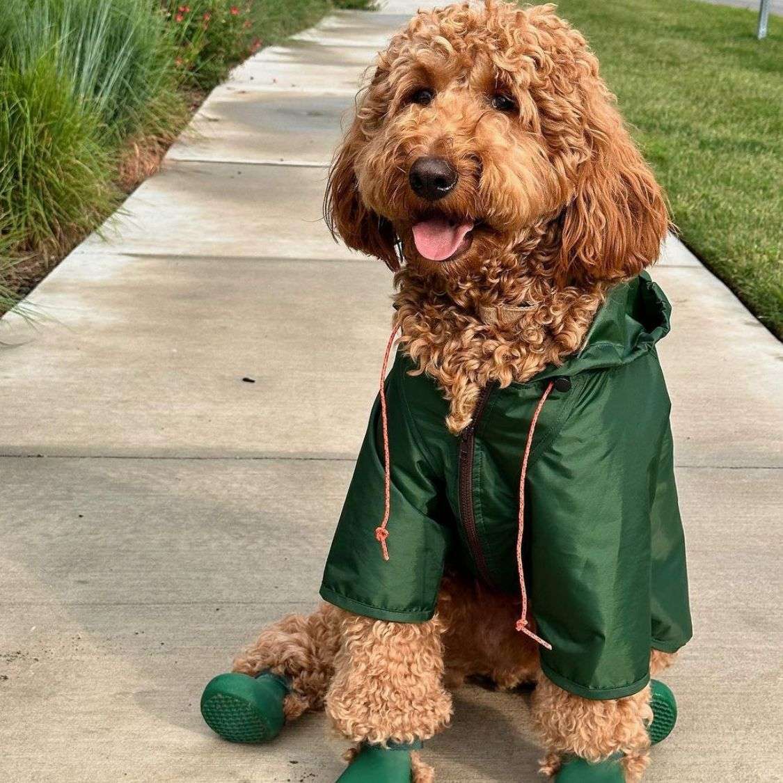 犬服 小型犬用レインジャケット