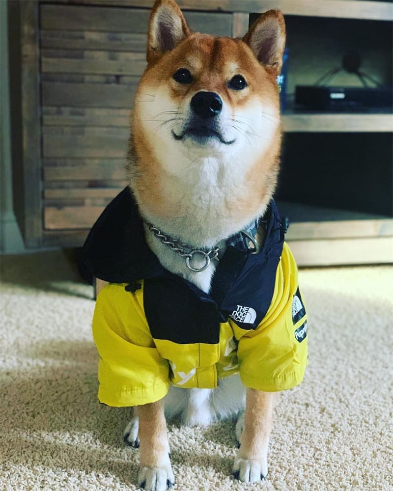 犬服 アウトドア風防水ジャケット