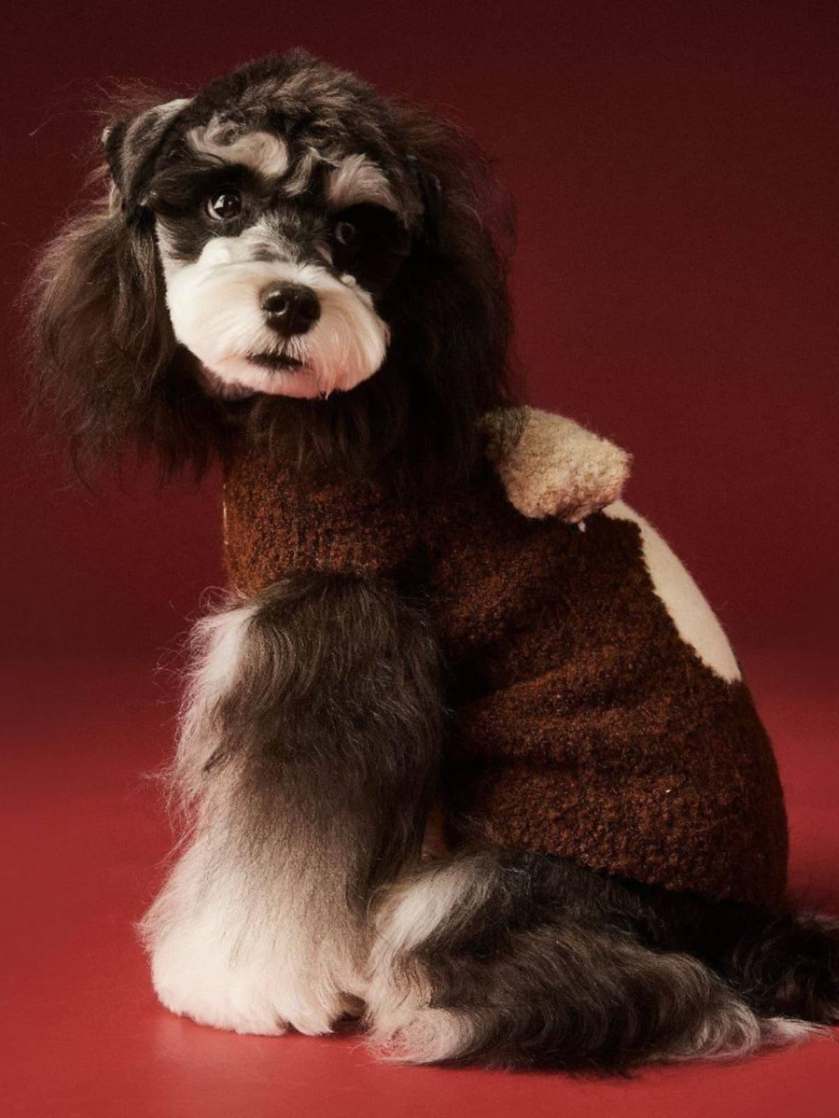 犬服 わんちゃんモチーフニット
