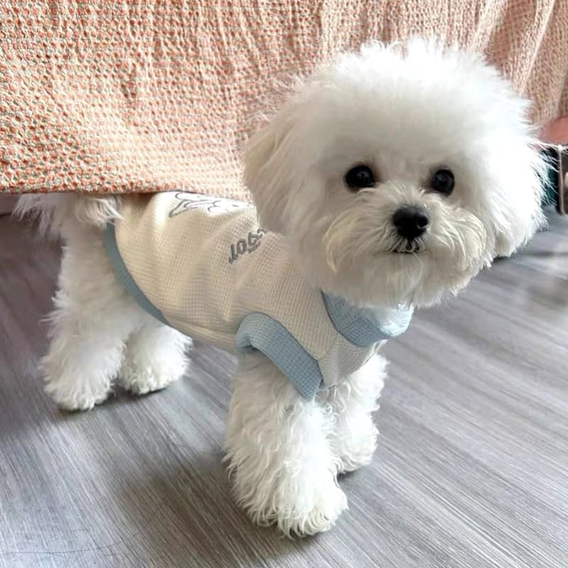 犬服 さわやか涼感メッシュティーシャツ