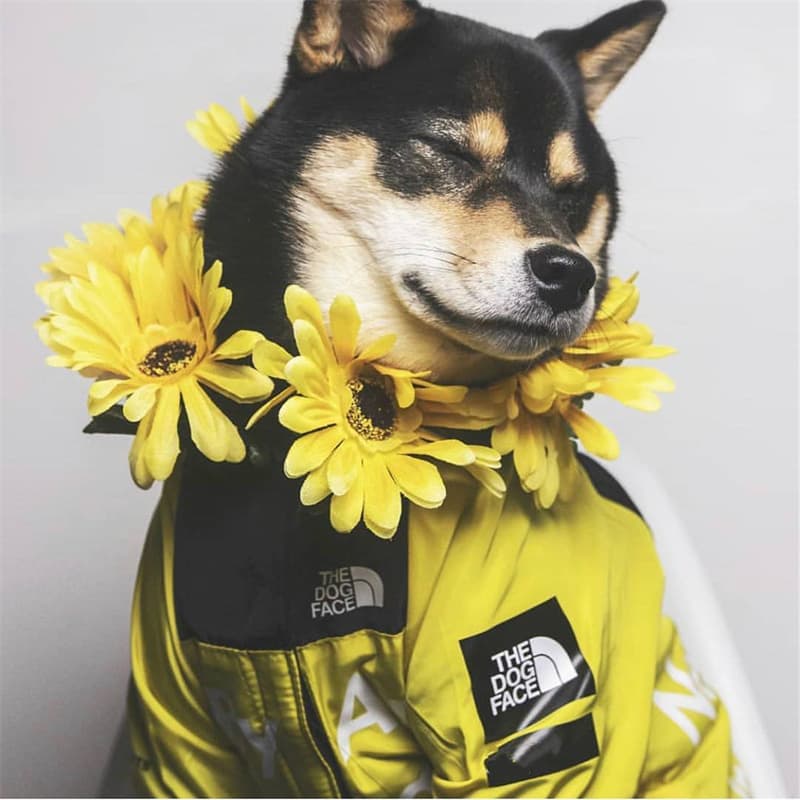 犬服 アウトドア風防水ジャケット