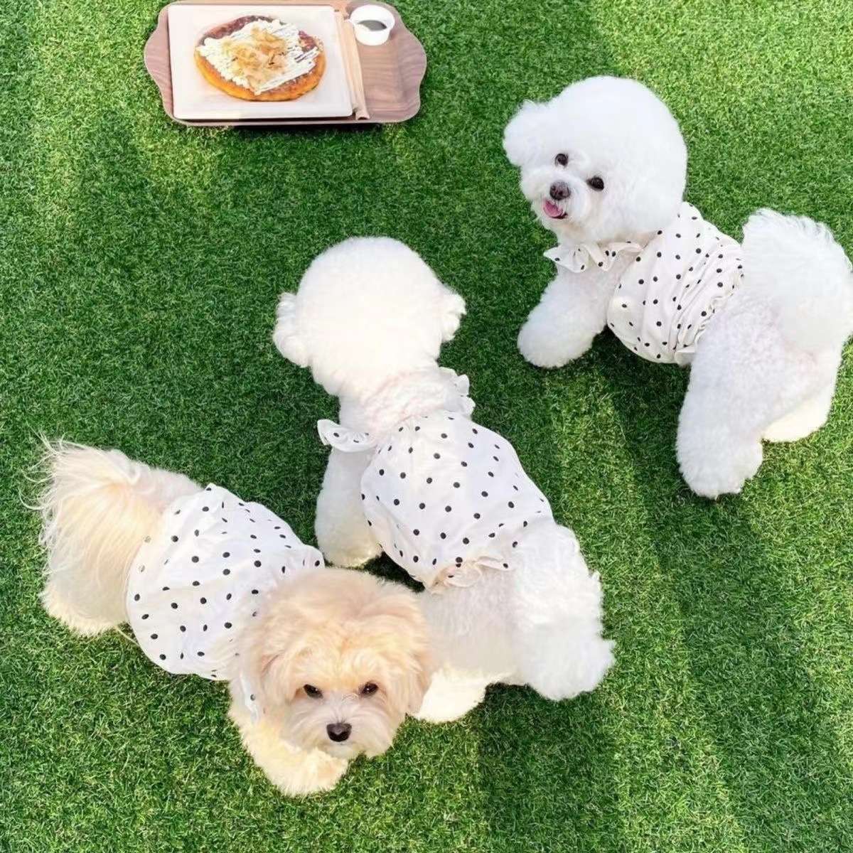 犬服 ふんわり水玉ワンピース