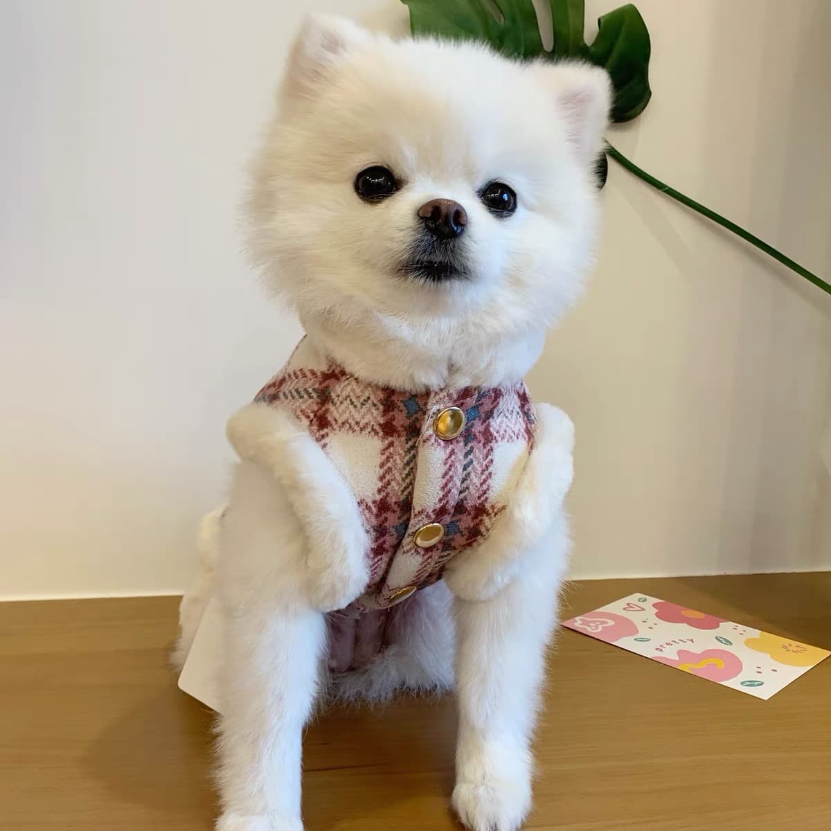 犬服 ツイード調もこもこファー付き上品コート
