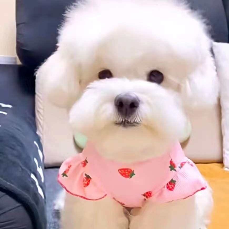 犬服 いちご柄フリル袖ニットワンピース