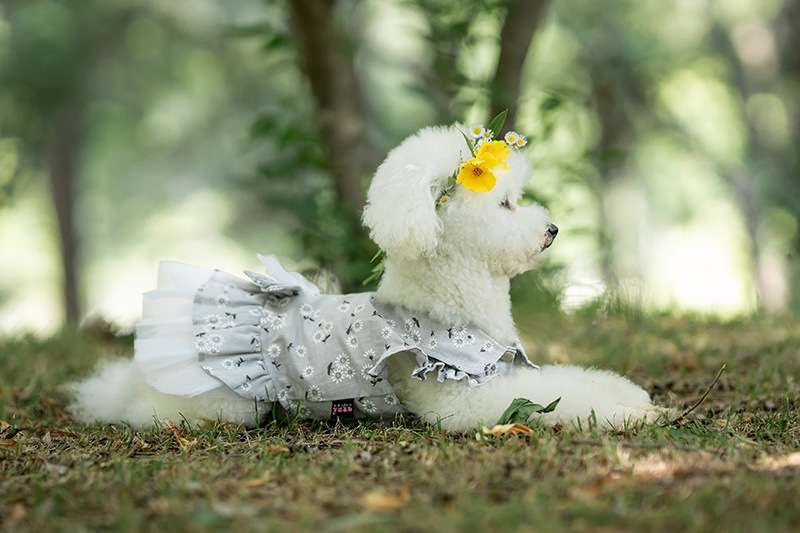 犬服 ふんわり花柄ワンピース 愛犬用