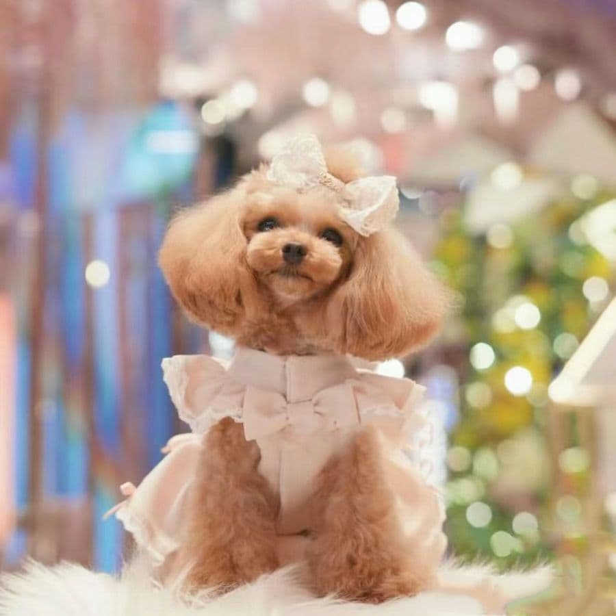 犬服 背中リボン付き姫系レースフリルワンピース