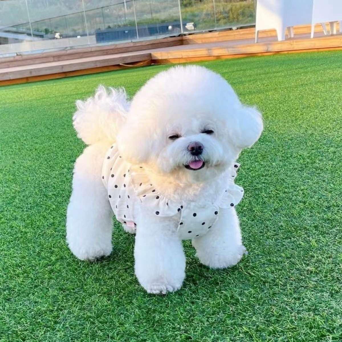 犬服 ふんわり水玉ワンピース