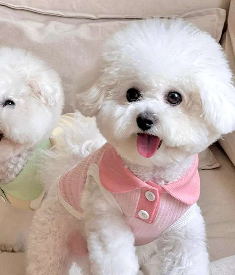 犬服 襟付き小型犬用タンクトップ
