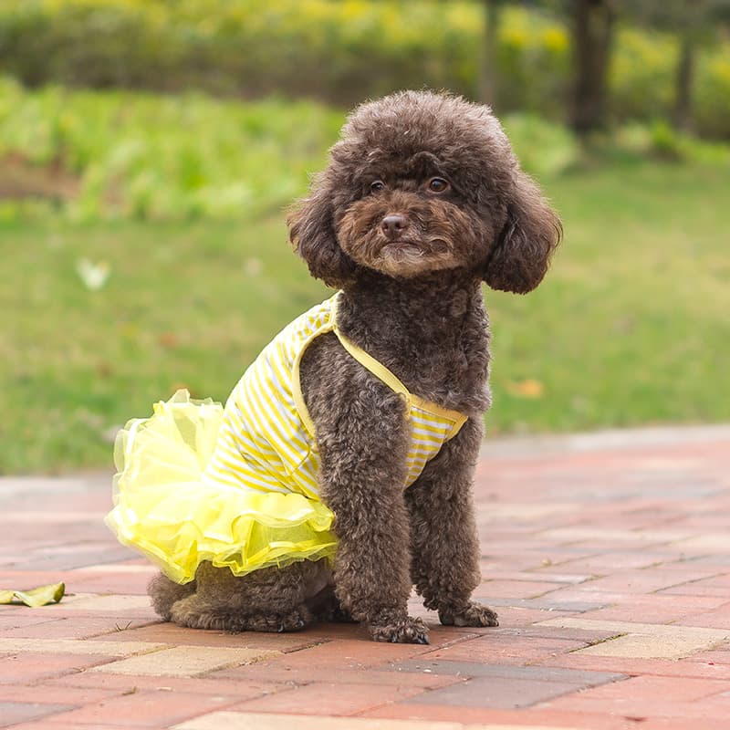 犬服 胸元リボン付きボーダー柄チュチュドレス