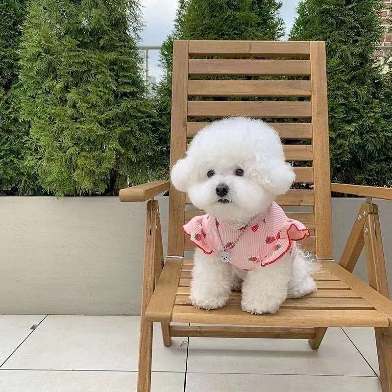 犬服 いちご柄フリル袖ニットワンピース
